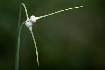 Long garlic scapes intertwined as love. The two edible, long deep green, tender stems of basal parts are the whole of the peduncle.  The green stems are from the growth of a garlic bulb.