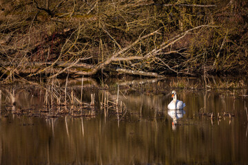 Schwan an der Donau im Altwasser