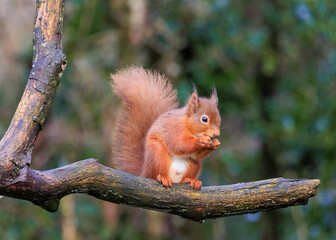 Red Squirrel