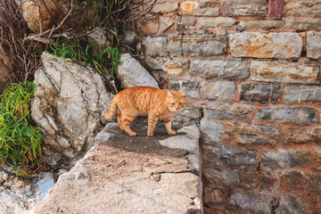 View of Budva old town streets, Budva Municipality and Riviera, resort on the Adriatic sea coast, Montenegro, sunny day with a blue sky, cathedral and citadel, travel to Montenegro