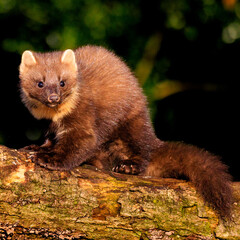 Pine Marten