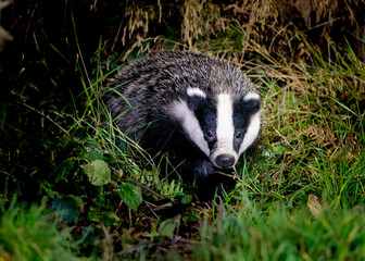 Badger