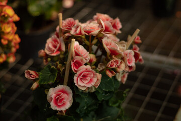 Closeup of flowers with two different shades of pink