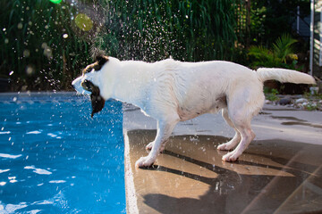 Low angle view of wet dog shaking water off her coat while standing next to a backyard swimming pool in afternoon sun