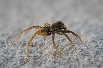 Araña al comienzo de la primavera