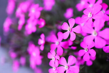 Obraz na płótnie Canvas 春の美しいピンク色の小さな花