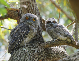 Tawny Frogmouts Pair