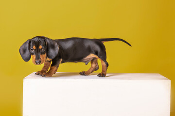 dachshund