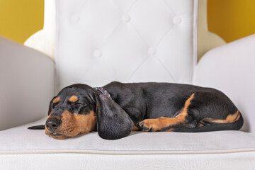 dachshund