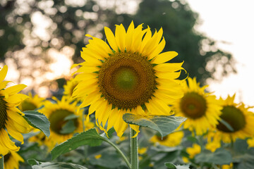 Obraz premium Sunflower with sky senset background