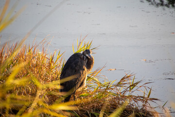 A great blue heron standing on the edge of a pond