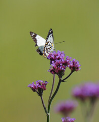 Black & White Butterfly