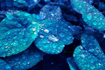 Blue natural plant leaf background