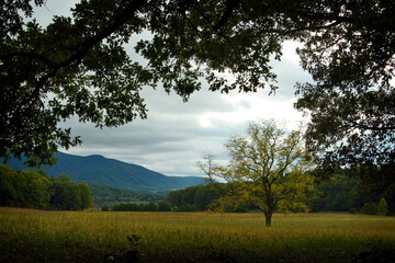 Blue Mountains Yellow Tree Field Framed By Tree Limb