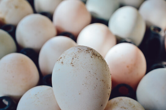fresh white egg