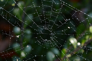 Macro spider web with dew drops in the morning