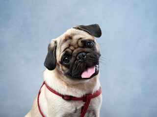 Obraz premium Happy dog on blue in studio. Pug funny muzzle