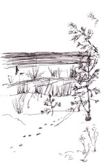 seashore with sand dunes and pine trees, graphic black and white drawing