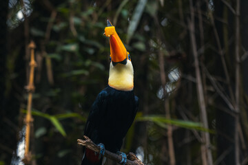 Breakfast with Toucans at the Pousada Aguape, Aquidauana, Mato Grosso do Sul, Brazil © Tatiana Kashko