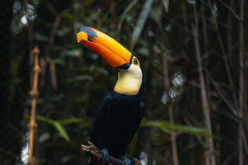 A yellow black colored toucan bird resting on the dried stem on a tree and behind the light green background. Toucans are members of the Neotropical near passerine bird family Ramphastidae. © Tatiana Kashko