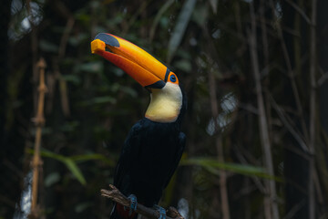 Tucano-toco isolated bird Ramphastos toco close up portrait eating fruit in the wild Parque das Aves, Brasil - Birds place park in Brasil Brazil Toco-Toucan Toucan toucano-toco © Tatiana Kashko