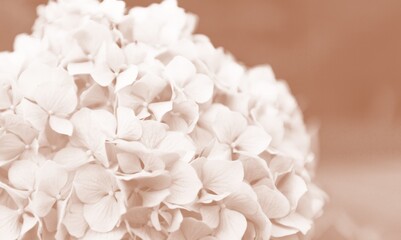 Fresh spring flowers buds in brown color