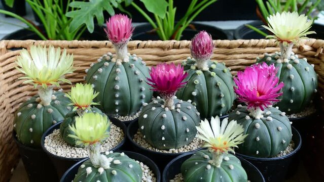 Full basket of blooming Astrophytum asterias flowers in time lapse motion.