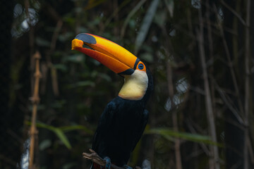 The toco toucan (Ramphastos toco), also known as the common toucan or giant toucan, eating fruit on the tree © Tatiana Kashko