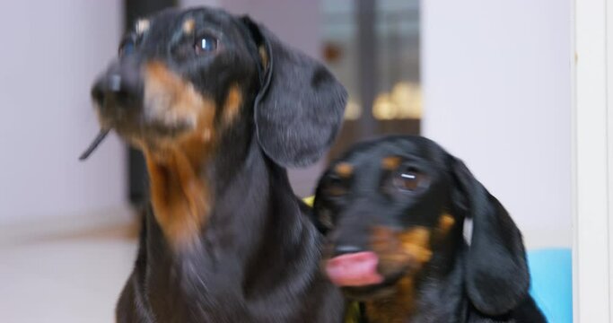 Domestic dogs start barking and run out of apartment room together. Couple of dachshunds follow strange moves and react angrily closeup