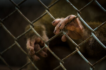 Close up hand of monkey in cage. The illegal wildlife trade problem.