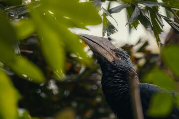 Portrait of Silvery cheeked hornbill close up. © Tatiana Kashko