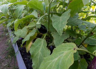 eggplant on a bush in a garden in a greenhouse