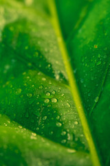 Fresh green elephant ear plant with water drop, Nature texture background