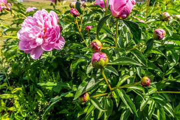 Pink peonies on a bush in the garden in summer
