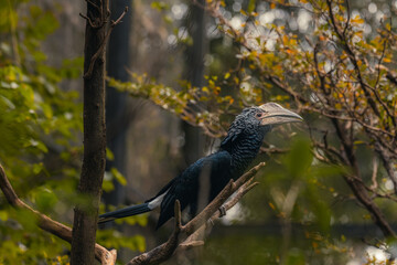 Silver-cheeked hornbill (Bycanistes brevis) on an old tree - species of large bird from the hornbill family (Bucerotidae)