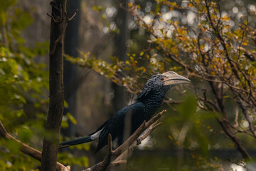 Silvery-cheeked hornbill on a branch ready to fly