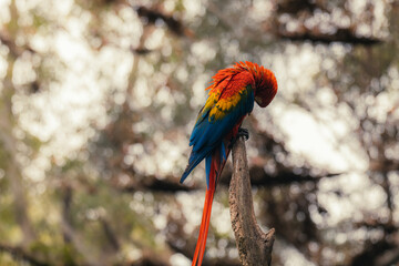 Portrait of a beautiful red-and-green macaw (Latin - Ara chloropterus), a large parrot native to central and South America, sitting on a wooden perch in a jungle setting.
