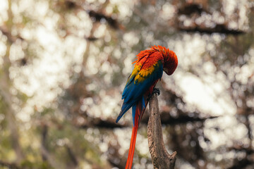 Red parrot in green vegetation. Scarlet Macaw, Ara macao, in dark green tropical forest, Costa Rica, Wildlife scene from nature. Red bird in the forest.