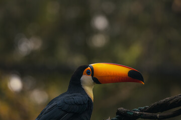 keel billed toucan bird in tree looking view