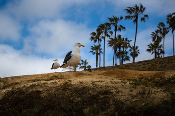 2023-02-21 SEAGULLS STANDING ON A ROCKY CLIFF IN LA JOLLA CALIFORNIA WITH BLURRY PALM TREES IN THE BACKGORUND AND A LIGHT BLUE CLOUDY SKY