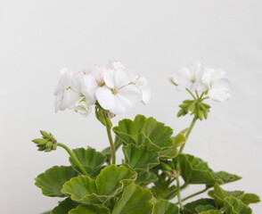 Geranium Zonal , Pelargonium hortorum with white flowers