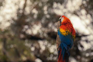 scarlet macaws, Ara macao, a beautiful parrot perched on a tree