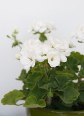 Fototapeta na wymiar Geranium Zonal , Pelargonium hortorum with white flowers