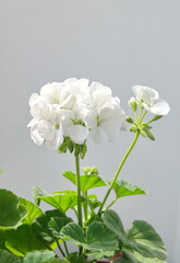 Geranium Zonal , Pelargonium hortorum with white flowers