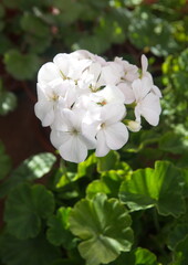 Obraz premium Geranium Zonal , Pelargonium hortorum with white flowers