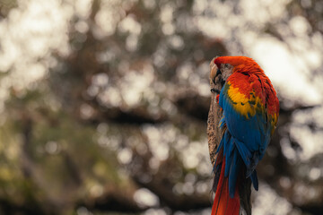 The red and green macaw (Ara chloropterus), also known as the green winged macaw. Wild bird in a tree, Amazon rainforest