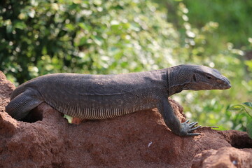 Lizard - Land monitor on the rock