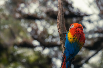 Scarlet macaw (Ara macao), sitting at the entrance to their nest in the hollow of a tree trunk. Quepos, Wildlife and birdwatching in Costa Rica.