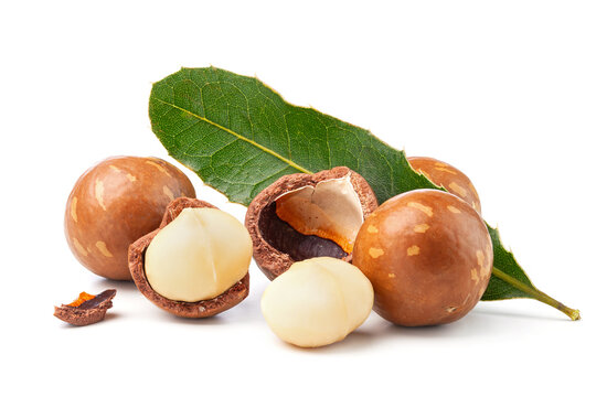 fresh macadamia nuts with leaf on white background.