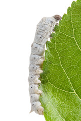 close of a silkworm and mulberry leaf on white background.